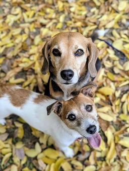 秋の絨毯⑦ 犬,ビーグル,スマイルの写真素材
