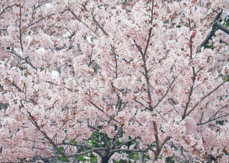 満開の桜の木 桜,花,空の写真素材