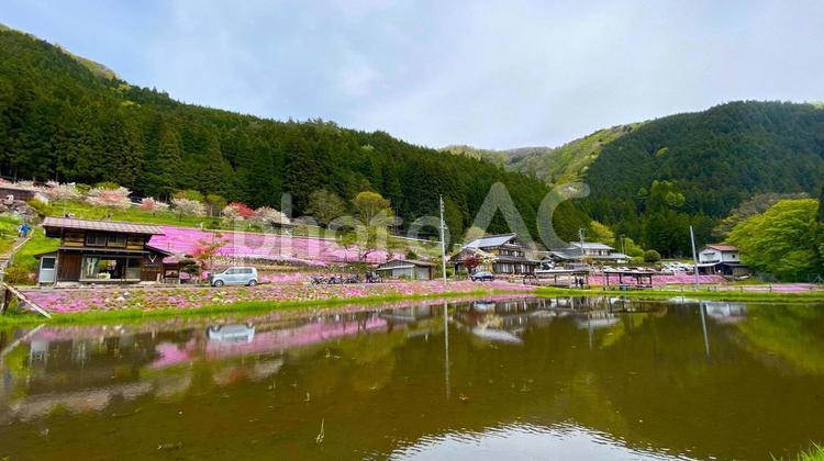 せせらぎ街道／國田家の芝桜 せせらぎ街道,芝桜,新緑の写真素材