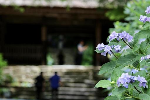 Photo, hydrangea, rainy season, june, 