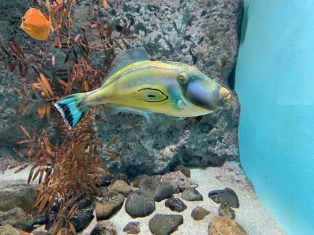 魚 魚の写真