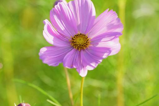 秋桜 コスモス,秋,花の写真素材