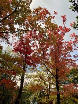 街中の紅葉04 秋,秋の風景,秋素材の写真素材