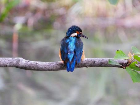 Photo, kingfishers, bird, birds, 