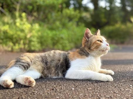 人懐っこい三毛猫 人懐っこい三毛猫 猫,ネコ,のらねこの写真素材