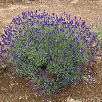 ラベンダー ラベンダーの写真