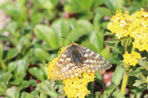 ウスバキチョウ ウスバキチョウ,高山蝶,大雪山の写真素材