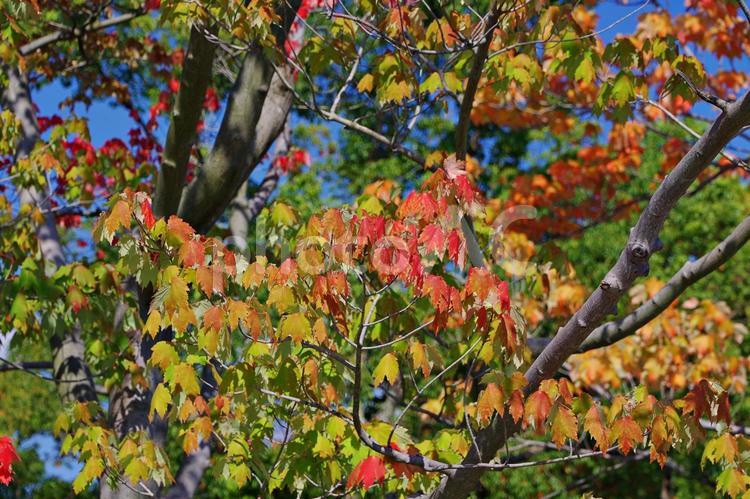 秋の始まり　アメリカハナノキ 紅葉,アメリカハナノキ,ベニカエデの写真素材