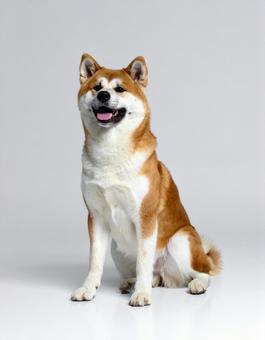 お座りしている秋田犬 お座りしている秋田犬の写真
