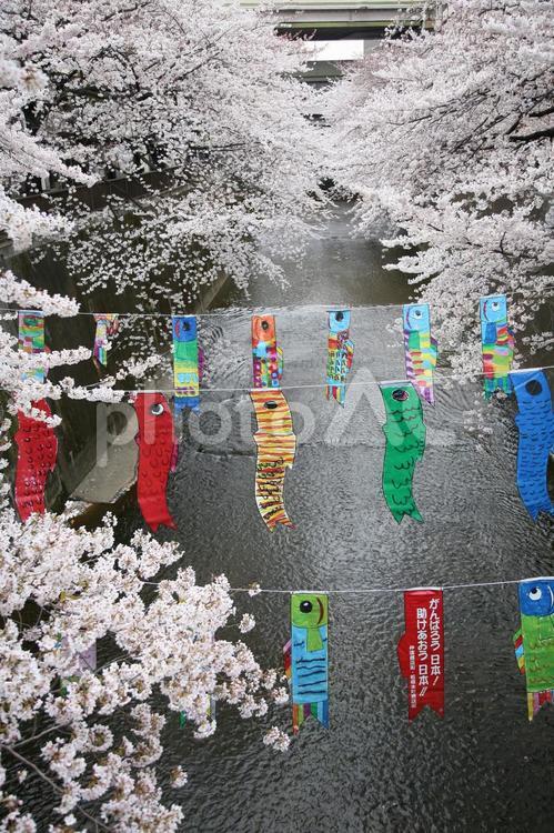 川沿いの桜とこいのぼり 鯉のぼり,川,桜の写真素材