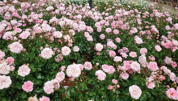 ピンクのバラの写真