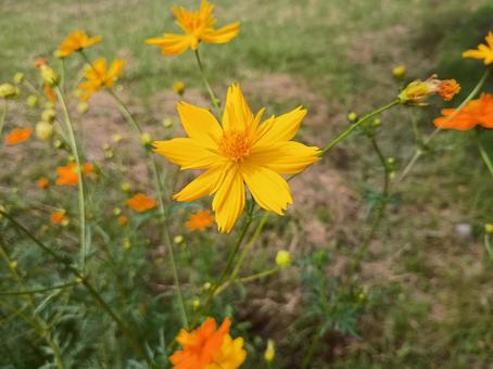 キバナコスモス キバナコスモス,コスモス,黄花秋桜の写真素材
