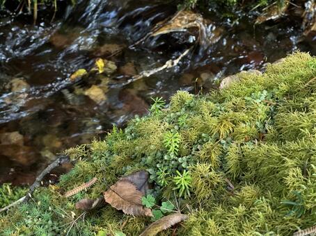 小川 小川,自然,風景の写真素材