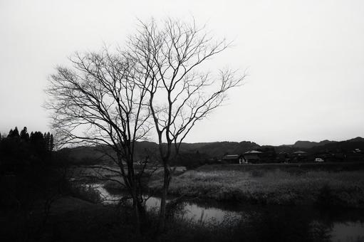 冬の枯れ木と田舎の風景 冬の枯れ木と田舎の風景 風景,枯れ木,川の写真素材
