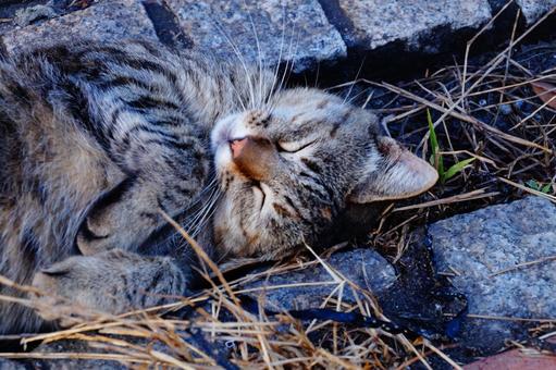 寝顔 寝顔 ねこ,動物,生き物の写真素材