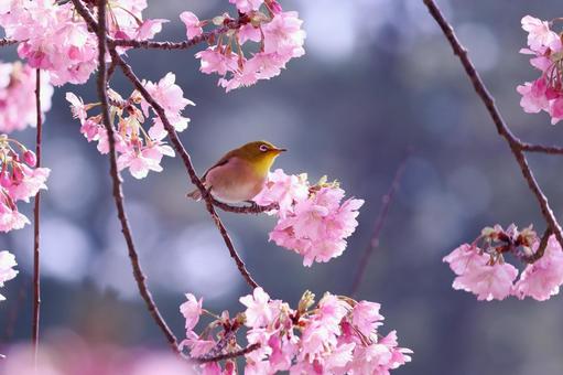 河津桜と可愛いメジロ 河津桜と可愛いメジロ メジロ,桜,春の写真素材