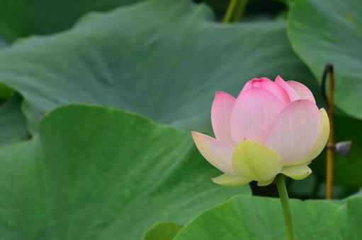 ハスの花 ハスの花の写真