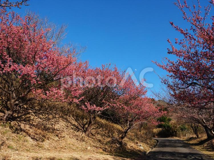 恋人岬の土肥桜並木 土肥桜,五分咲き,並木の写真素材