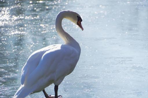 白鳥 白鳥,池,一羽の写真素材