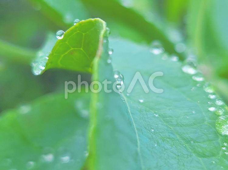 雨のしずくとみずみずしい葉イメージ 緑,葉,しずくの写真素材