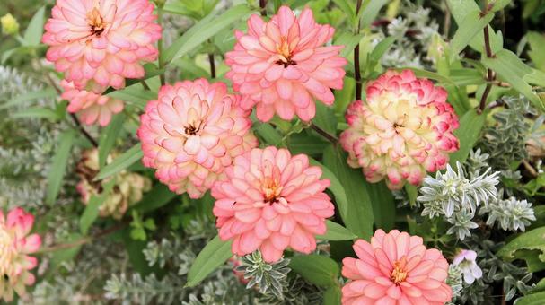 ヒャクニチソウの花 ヒャクニチソウの花の写真