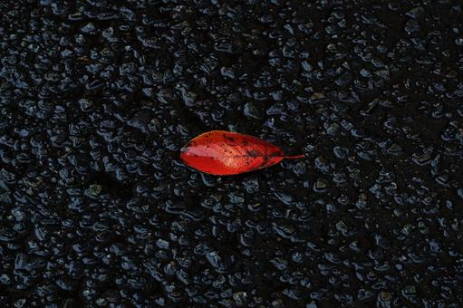 紅葉 紅葉,落葉,枯葉の写真素材