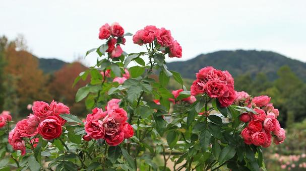 河津バカテル公園　秋バラ 薔薇,秋,花の写真素材