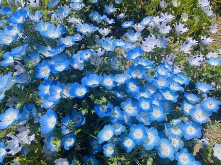 ネモフィラの写真