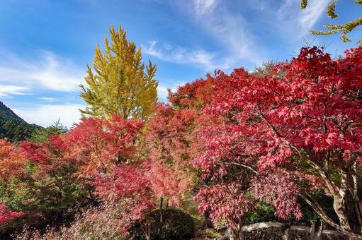 英彦山大権現の紅葉 英彦山,大権現,英彦山神宮の写真素材