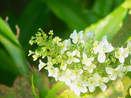 Oak-leaf Hydrangea, JPG Oak-leaf Hydrangea, JPG