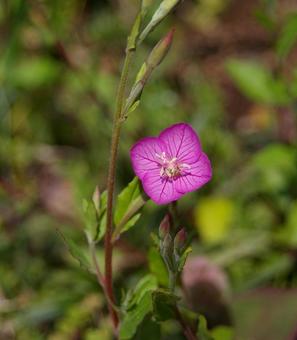 ユウゲショウ ユウゲショウ,夕化粧,アカバナユウゲショウの写真素材