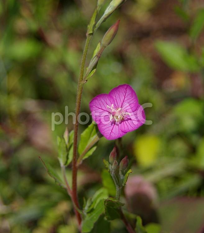 ユウゲショウ ユウゲショウ,夕化粧,アカバナユウゲショウの写真素材