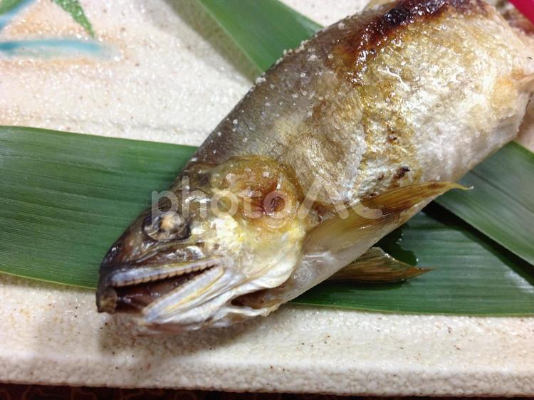 旅館の晩御飯で出た焼き魚 魚,焼き魚,料理の写真素材