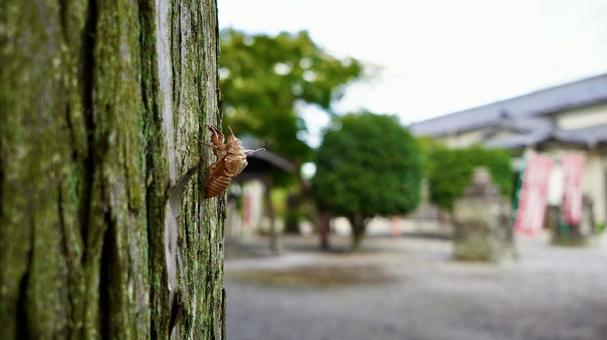 Cicada shells on trees, JPG Cicada shells on trees, JPG