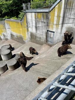 昭和新山熊牧場 餌をねだるヒグマの群れ ヒグマ,熊,動物の写真素材