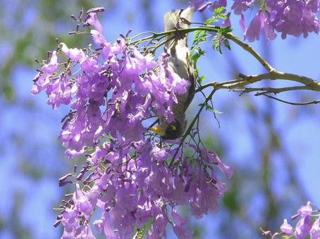ジャカランダの花とクロガオミツスイ、豪州 紫,ジャカランダ,鳥の写真素材