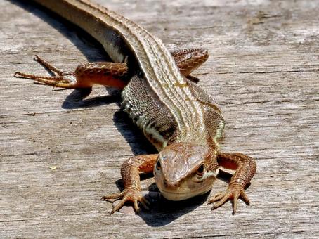 トカゲの日向ぼっこ トカゲ,ニホンカナヘビ,蜥蜴の写真素材