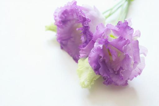 トルコキキョウの花 トルコキキョウの花 トルコキキョウ,花,植物の写真素材