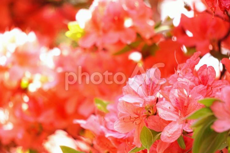 ツツジのアップ つつじ,花,満開の写真素材