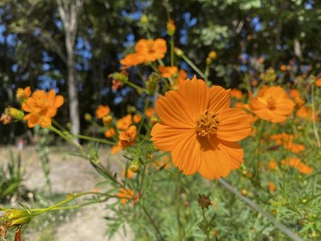 キバナコスモスの写真