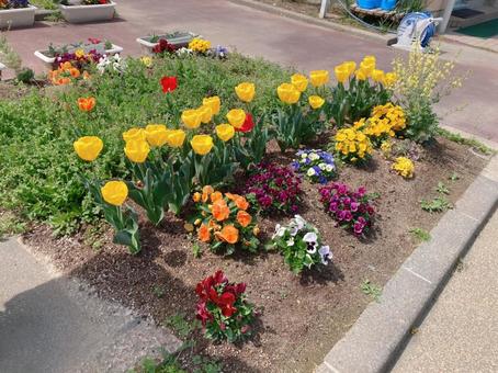 Tulips, JPG Tulips, JPG