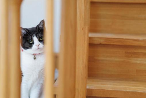 隙間から覗く猫 隙間から覗く猫の写真
