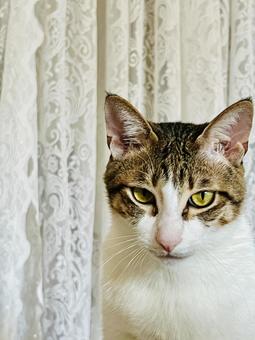 鋭い眼差しの猫 鋭い眼差しの猫 猫,ねこ,窓辺の写真素材