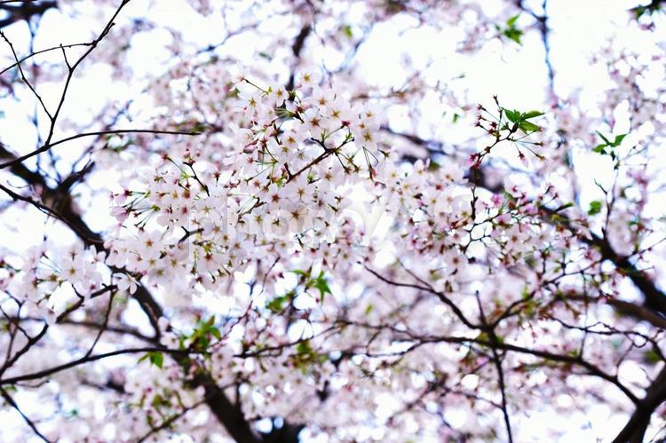 桜の花咲き乱れる春の風景 桜,桜の花,満開の写真素材