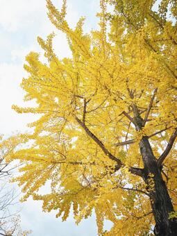 イチョウの木 イチョウ,いちょう,銀杏の写真素材
