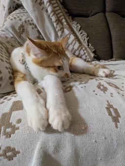 cat, JPG cat, JPG