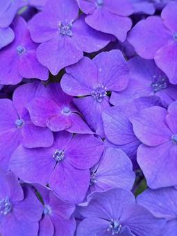 紫陽花 紫陽花 あじさい,アジサイ,梅雨入りの写真素材