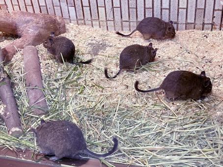 デグー デグーの写真