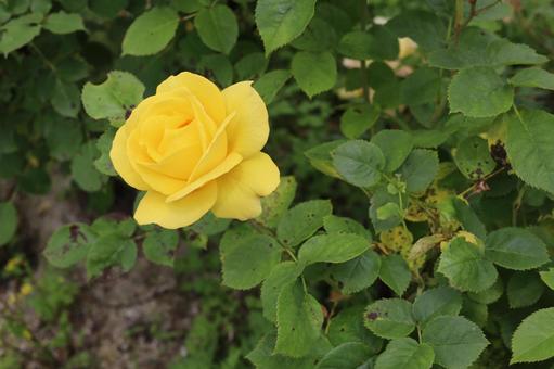 バラ園にて黄色い薔薇を撮影しました バラ園にて黄色い薔薇を撮影しましたの写真