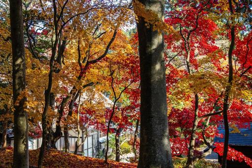 佐々木家住宅の秋景色⒃ 晩秋,紅葉,モミジの写真素材